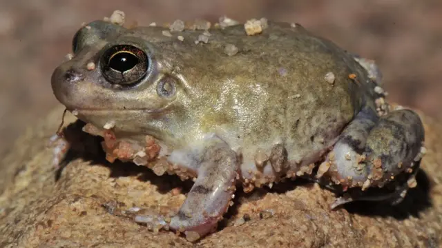 Sapo da espécie Pleurodema diploslister após estivação