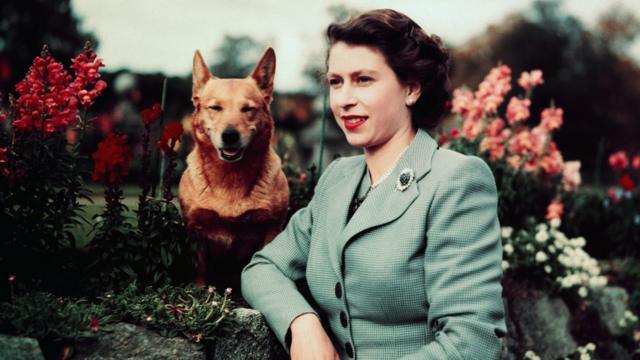 Queen shop and corgis