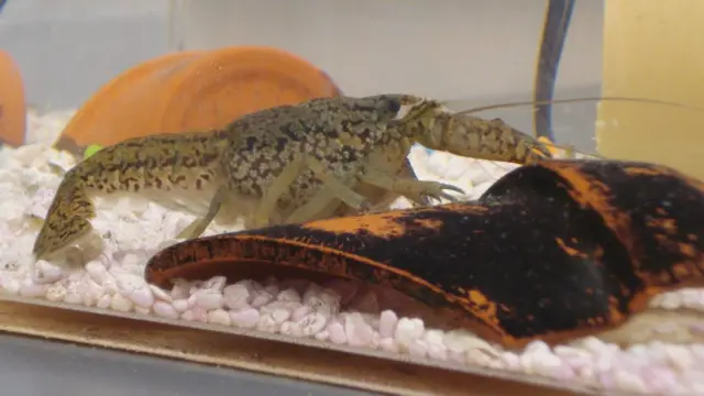 Akvaryumdaki bir benekli kerevit