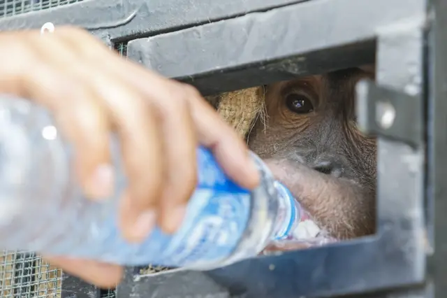 อุรังอุตังดื่มน้ำ