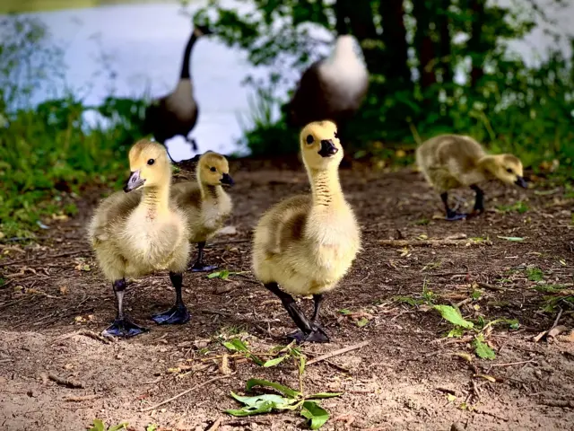 Goslings walk ahead of their mother on a river bank