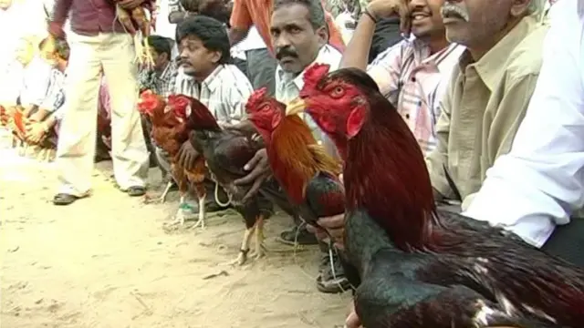 పందెంలో పాల్గొనడానికి