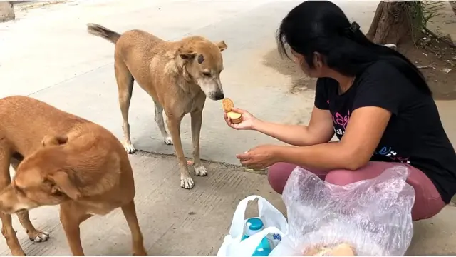 અમદાવાદ, શ્વાન, પ્રેમ