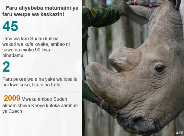 Sudan the white rhino