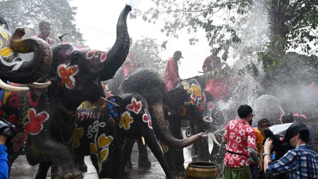 تھائی لینڈ میں ہاتھی پانی کی لڑائی میں مشغول ہیں