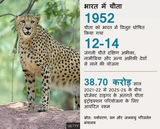 प्रोजेक्ट चीता