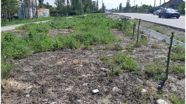 Ак-Өргө жаңы конушунда тургундар калемче сайып, жашылдандыруу аракетинде. Ахунбаев көчөсүнүн бою