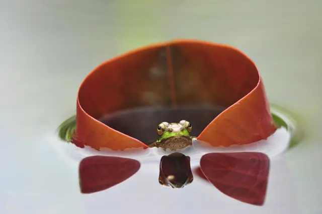 Frog Prince by Minghui Yuan