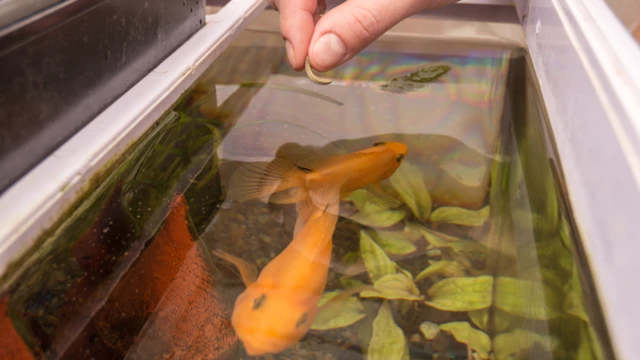 Persona alimentando un pez en un tanque
