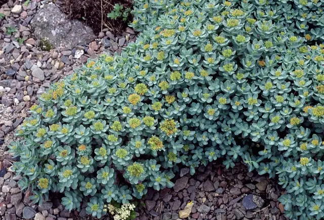 సోలో (రోడియోలా)