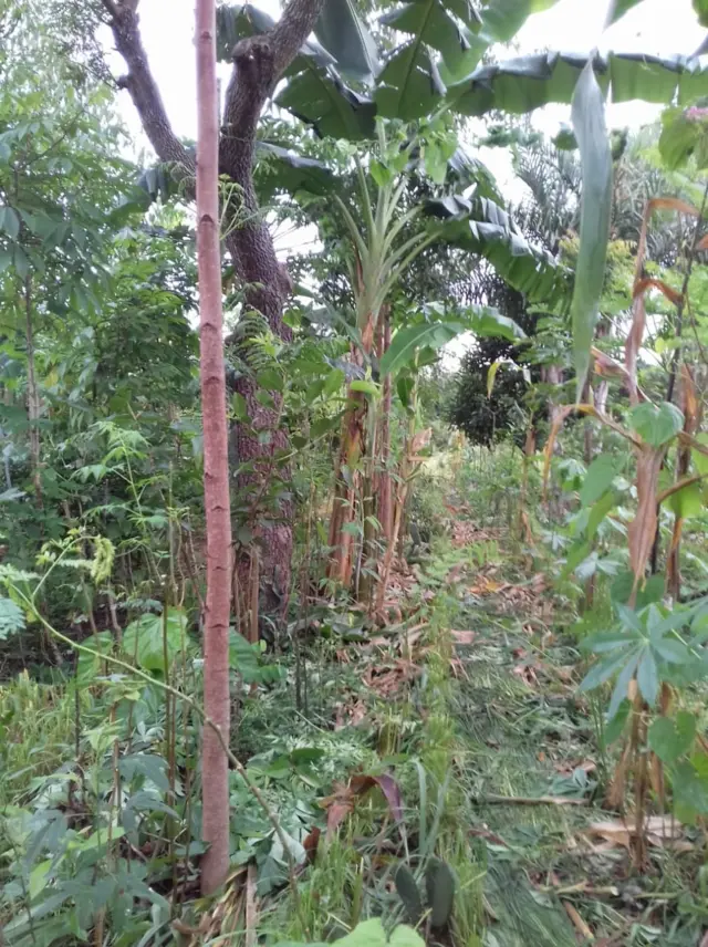 Agrofloresta no Semiárido