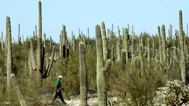 Saguaros y un golfista caminando entre medio de ellos.
