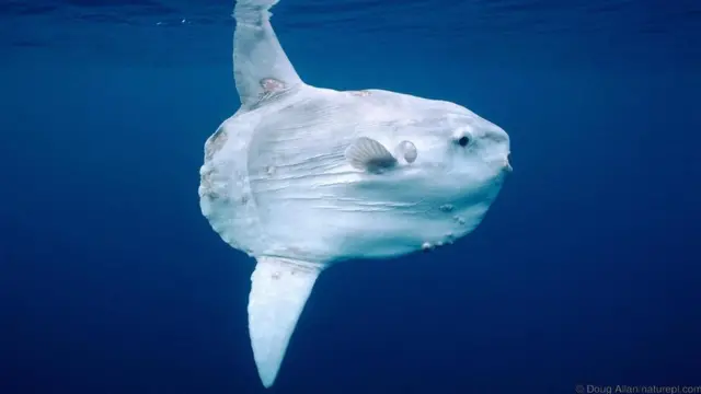 Mola-mola