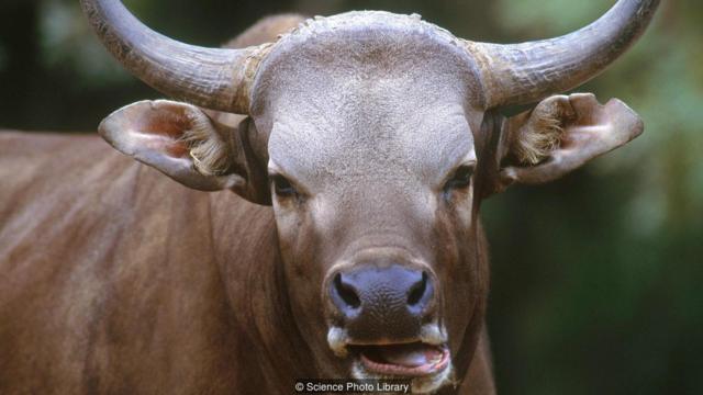科学家成功利用冰冻的皮肤样本克隆出一头爪哇野牛，并将其安置在圣地牙哥动物园（Credit: Science Photo Library）