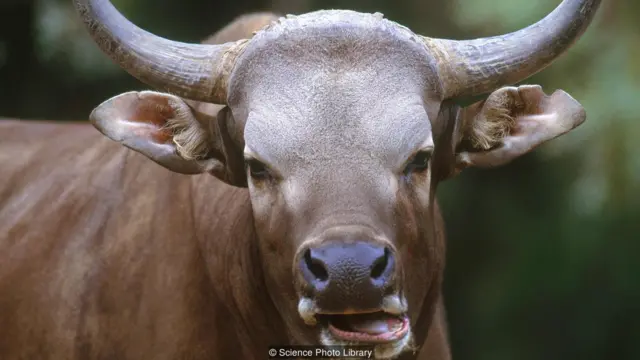 科学家成功利用冰冻的皮肤样本克隆出一头爪哇野牛，并将其安置在圣地牙哥动物园（Credit: Science Photo Library）