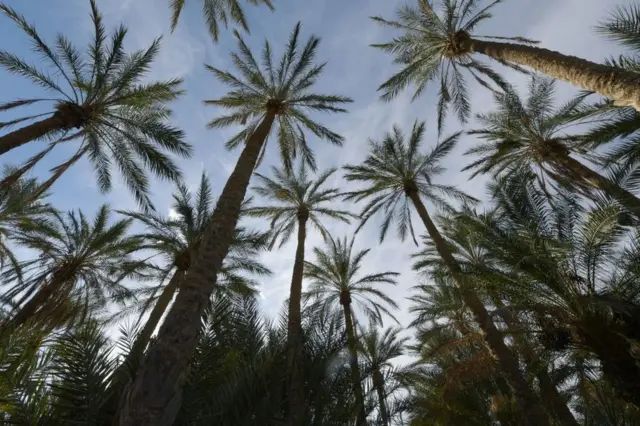 A palm grove in Nefta, Tunisia - Friday 11 February 2022