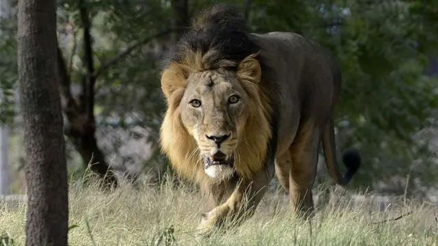 ગીરના સિંહ