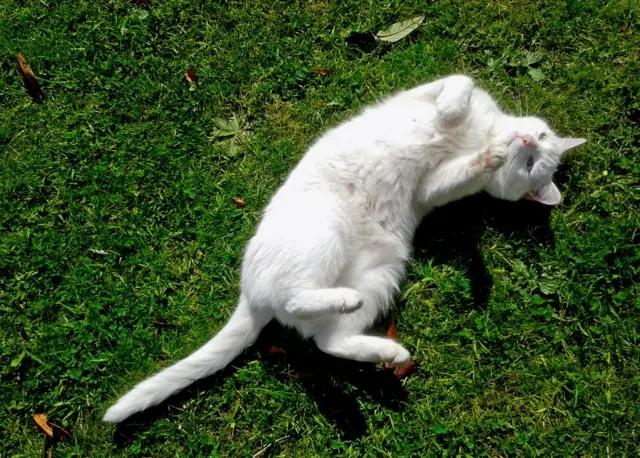 घास पर लेटी एक बिल्ली