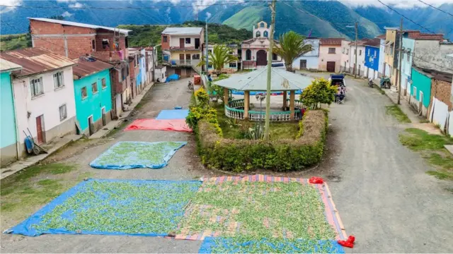 کوکا کے پتے