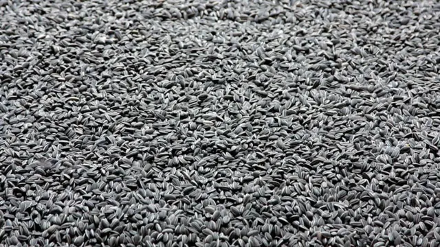 ዘርእታት ስጋብ 32,000 ዓመት ክነብሩ ዝኽእሉ