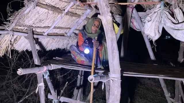 রাতে গরু এসে যেন মাঠের ফসল খেয়ে না ফেলে সেজন্য রাত জেগে যারা পাহারা দেয় তাদের একজন বিমলা কুমারি।