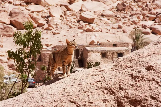 Монастырский кот