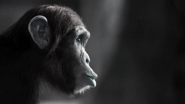 Ланкастер и ее коллеги уже смешали клетки человеческого мозга с клетками мозга шимпанзе, созданными из плаценты