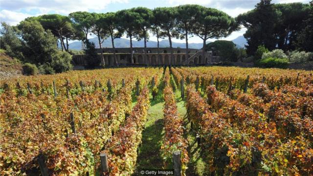 如图所示是庞培（Pompeii）城外的一处酒庄，据说园内的火山土能给葡萄酒增添风味。（Credit: Getty Images）