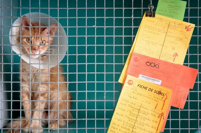 Кошка в приюте во Франции