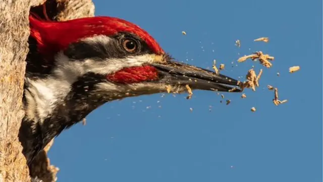 Um pica-pau cavando um ninho