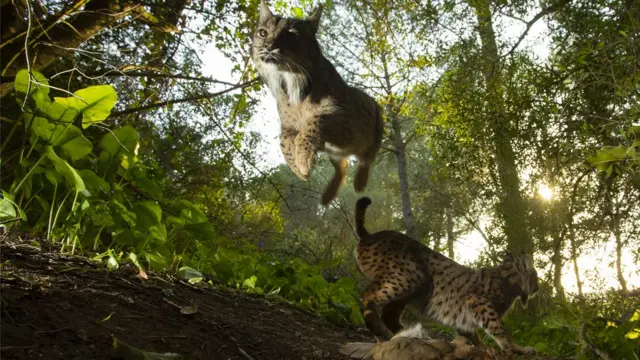 Linces ibéricos