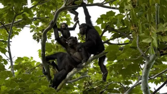 ચિંપાજી