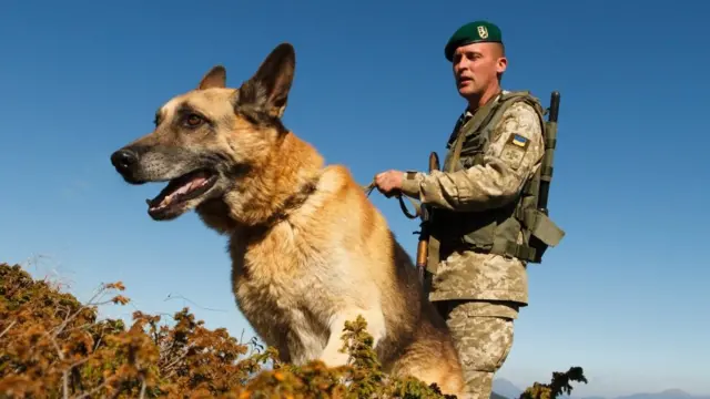 Собака і прикордонник