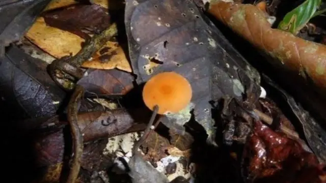 বেশিরভাগ ছত্রাক লুকিয়ে আছে মাটির নীচে