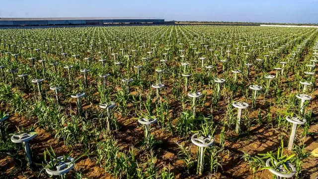 ડ્રેગનફ્રૂટ