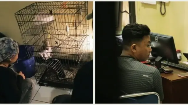 Liputan 'memburu pembenci monyet', BBC News Indonesia