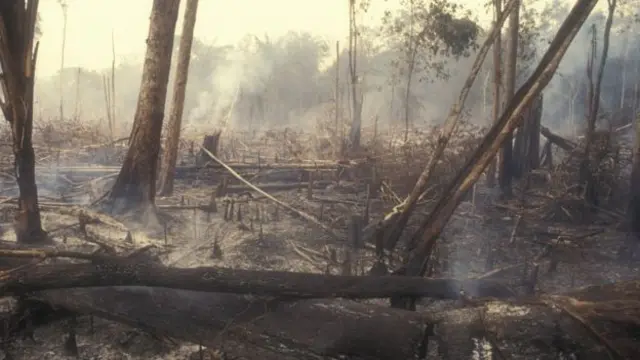Forest fire
