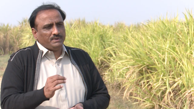 جاوید جونیجو