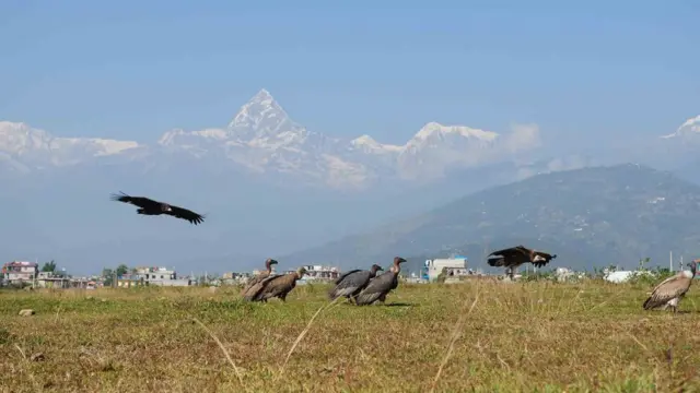 विमानस्थल बन्नुअघि अहिलेको रनवे क्षेत्रमा विश्कै दुर्लभ डङ्गर गिद्ध, सानो खैरो गिद्ध, राज गिद्ध र हिमाली गिद्धका प्रजातिहरू
