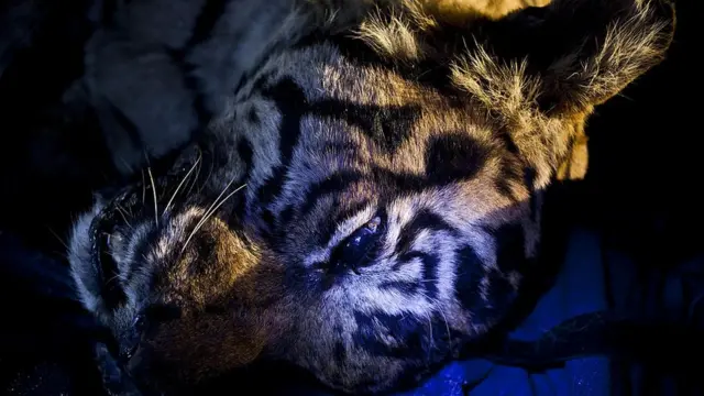 Harimau Sumatra yang tewas akibat jerat buatan manusia.