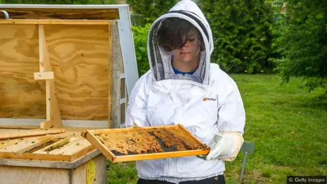 Pollinators bring a global economic value of around £120bn ($150bn) each year, but insect populations are struggling globally