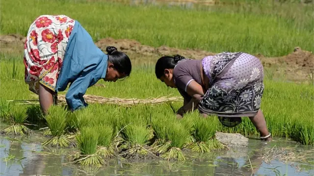 నాట్లు వేస్తున్న మహిళలు