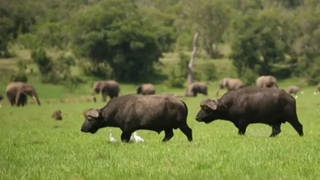 జంతువుల మధ్యలో క్రికెట్