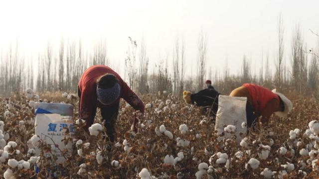Cotton pickers in Xinjiang