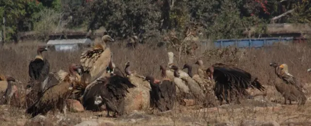 गिद्ध संरक्षण अभियान