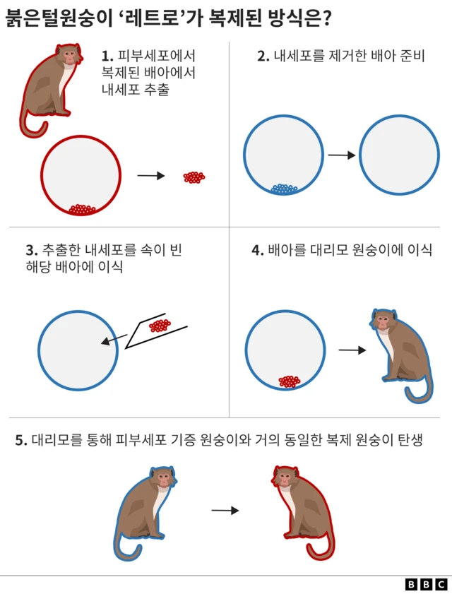 복제 단계 설명 그래프