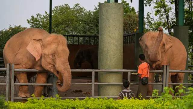 ဆင်ဖြူတော် ဘဒ္ဒဝတီ (ဝဲ)