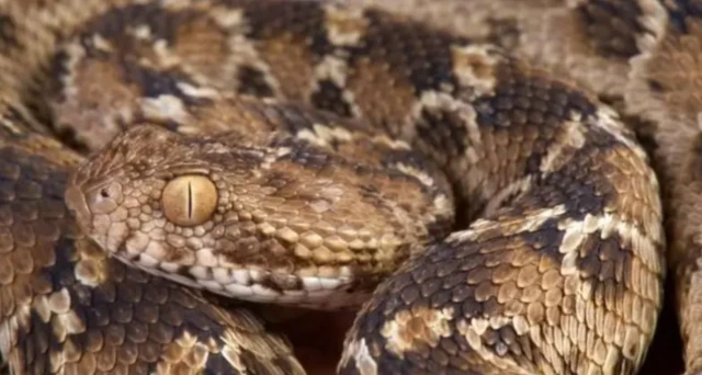 બાંગ્લાદેશ, સાપ