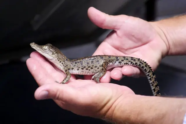 મગરને તેની બાળ અવસ્થામાં 60 સેમીની લંબાઈ સુધી જ તેને શહેરી વિસ્તારોમાં રાખી શકાય છે