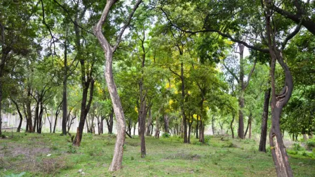 જે ચંદનના વૃક્ષોમાંથી તેલ કાઢવામાં આવે છે, જે સામાન્ય રીતે 15થી 25 વર્ષના હોય છે